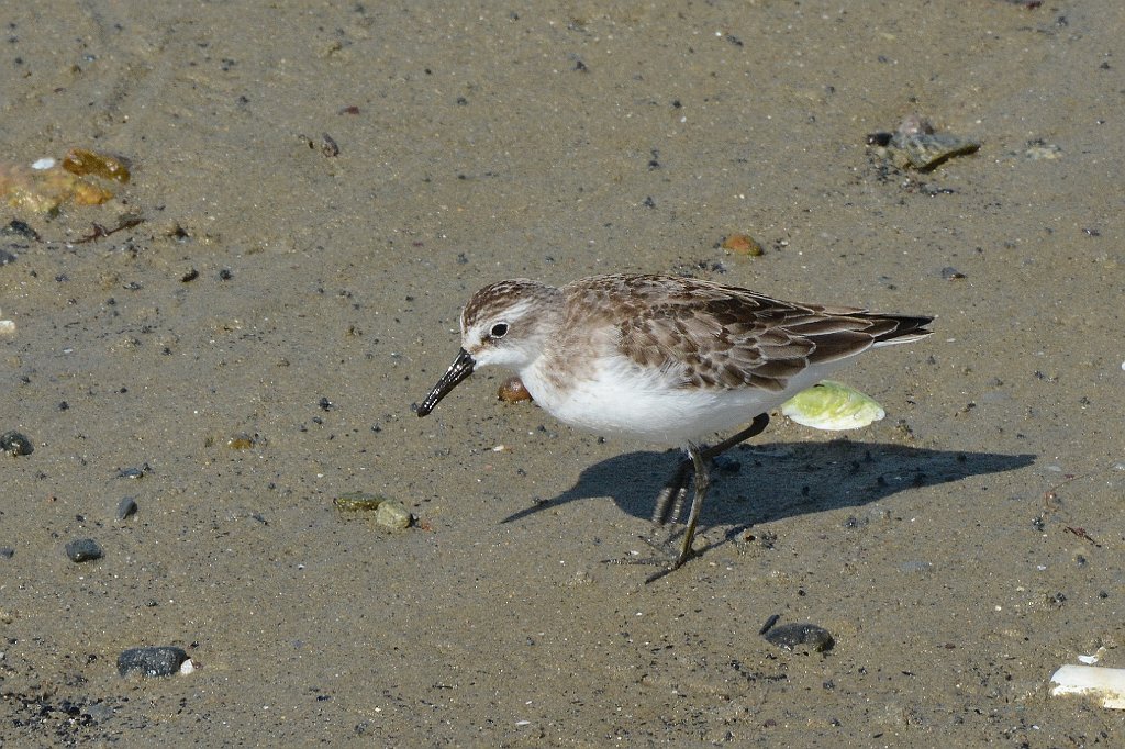 Sandpiper, Semipalmated, 2017-09289849 Plymouth, MA.JPG - Semipalmated Sandpiper. Plymouth, MA, 9-28-2017